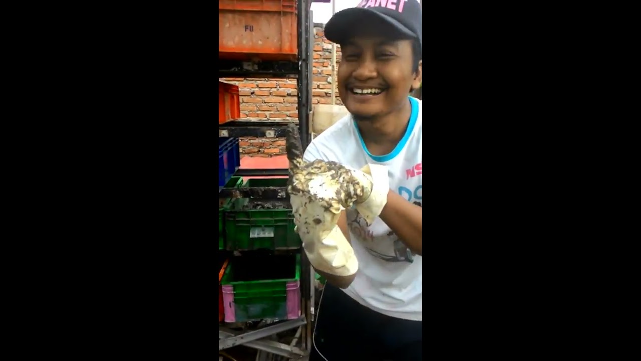 CACING SUTRA SECARA MODERN Tahap 1 