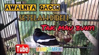 KACER BARU BELI MACET BUNYI ...!!! LAKUKAN RAWATAN INI MENCEGAH BURUNG KACER STRES !!!