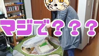 【感動】ペットロスの妻にナイショで保護猫をもらってきたら