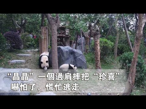 《熊貓早晚安》“晶晶”一個過肩摔把“珍喜”嚇怕了，慌忙逃走 | iPanda