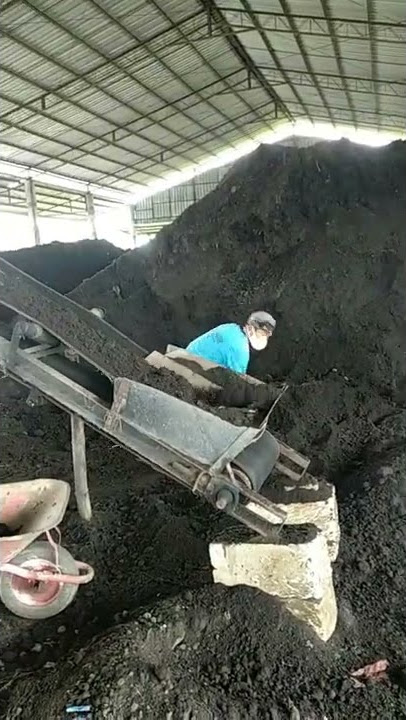 KOTORAN sapi  naik  life #shorts #viral