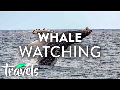 Video: Bedste Whale Watching-steder i USA