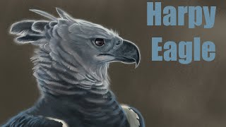 Drawing a Harpy Eagle time lapse
