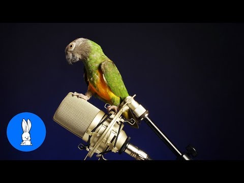 funny-birds-&-parrots-talking-and-singing