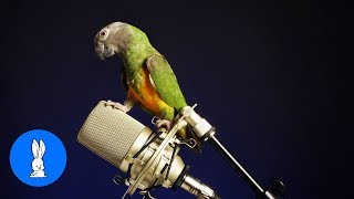 Funny BIRDS &amp; PARROTS Talking and Singing