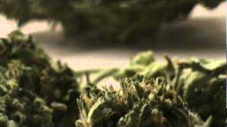 Eighth of Christmas Tree