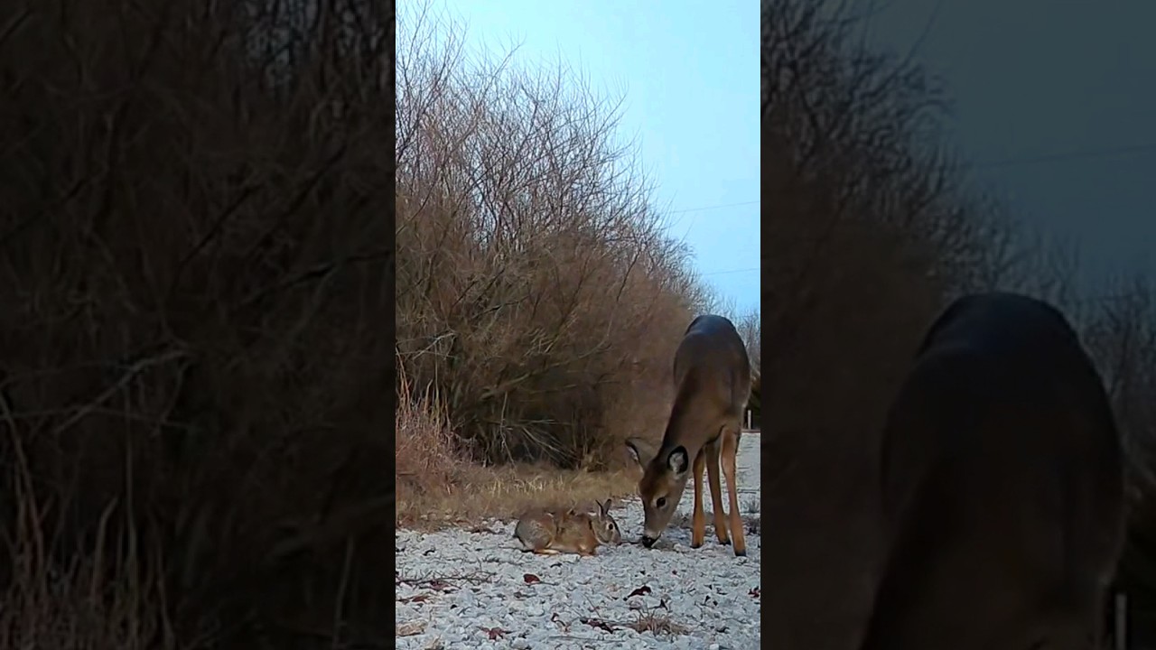 🦌 Daisy deer meets Strawberry 🍓 🐇My favorite video this year 1/7/2023 see full 30 seconds in videos