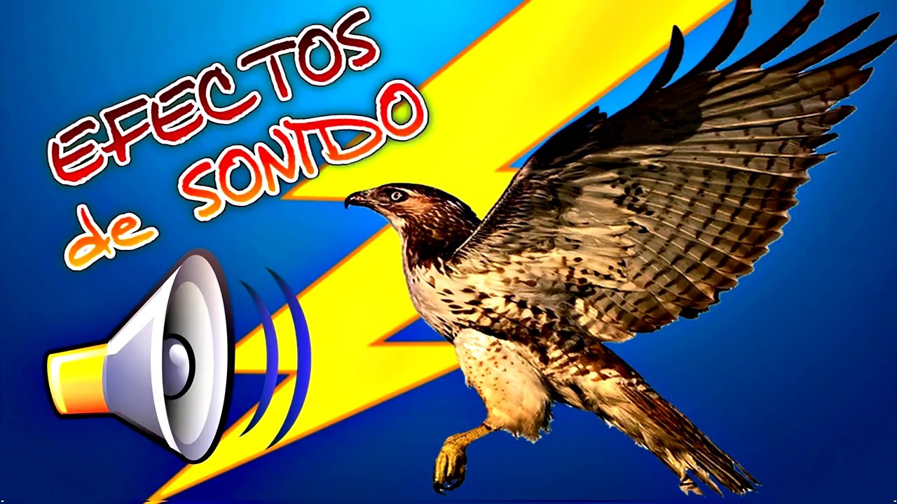 Efecto de sonido HALCON hawk sound effect YouTube