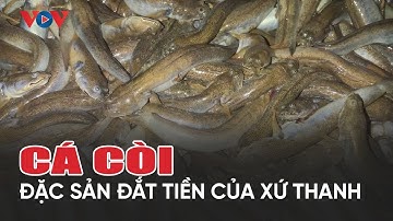 Cá còi - loài cá biết leo cây trở thành đặc sản đắt tiền xứ Thanh