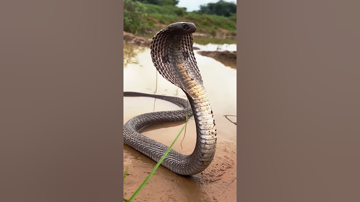 “Giant Cobra Emerges from River and Hisses on the Bank”