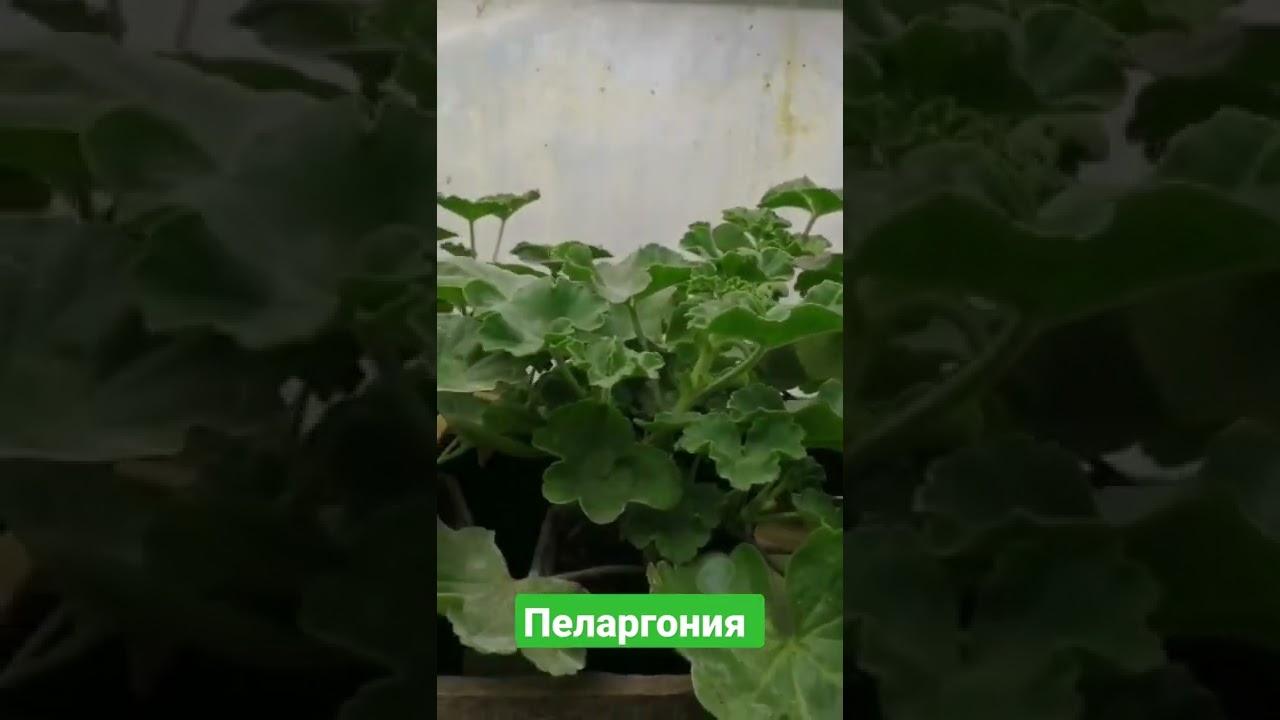 выращивание пеларгония) #пеларгония #выращивание #цветы #цветочки #герань