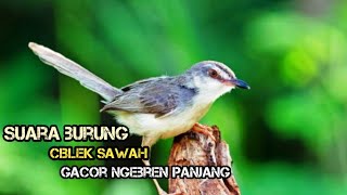 MASTERAN SUARA CIBLEK SAWAH GACOR||Burung prenjak klik klik ngebren