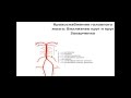 Кровоснабжение головного мозга.  Виллизиев круг