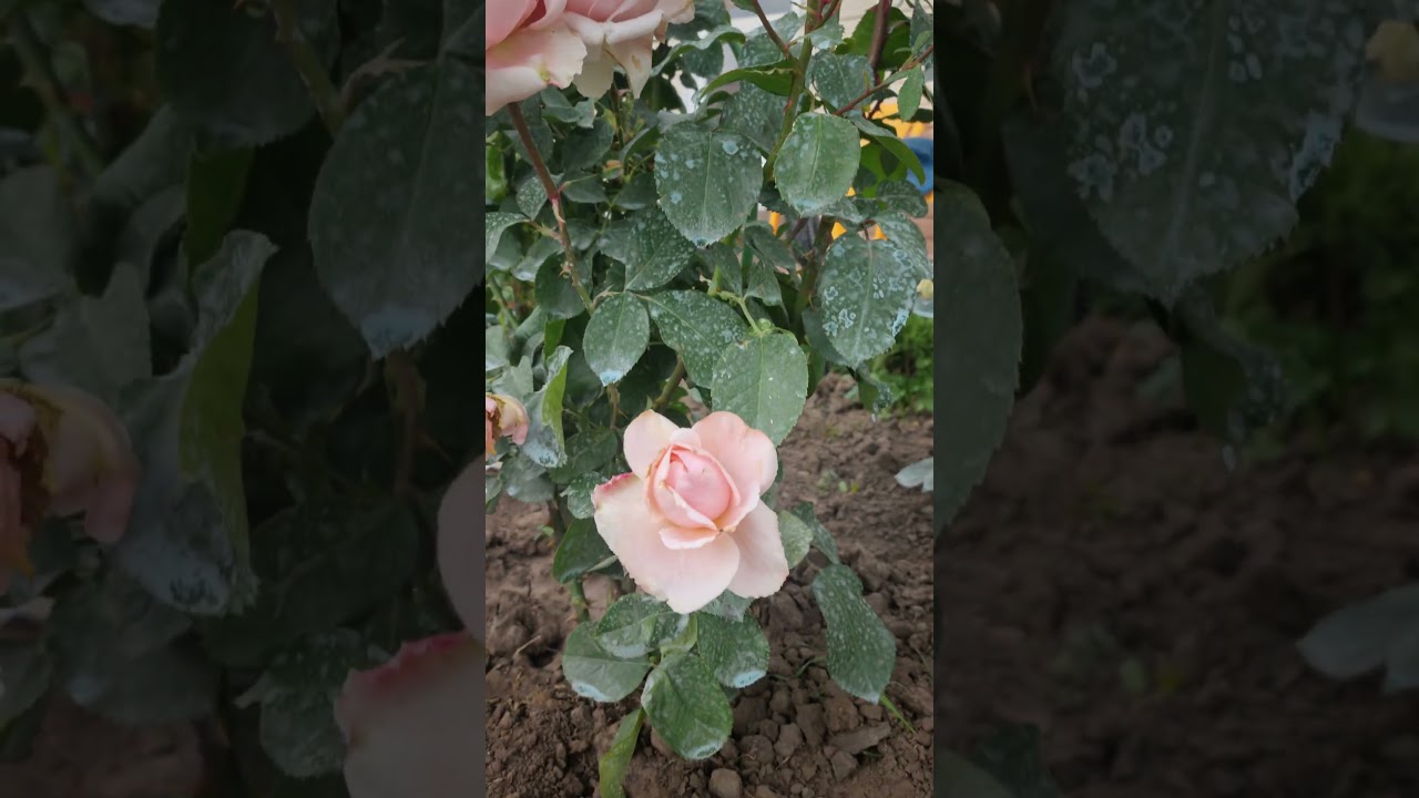 Любофф!🌹роза Андре ле нотр / André le notre