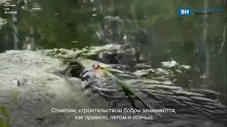 Владимирские бобры строят плотины