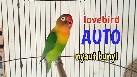 Suara burung lovebird ngekek panjang manggil kawan bikin lovebird lain auto nyaut bunyi