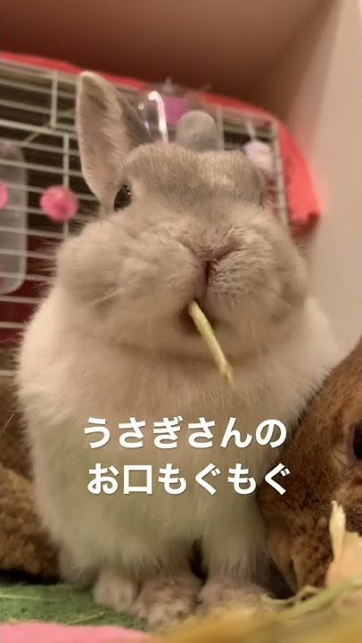 Rabbit Cafe Moff Rell Youtube Rabbit Cafe Moff Rell Youtube