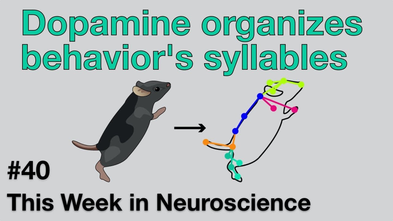 TWiN 40: Dopamine organizes behavior’s syllables