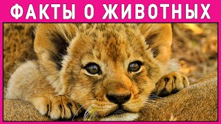 ОТГАДАЙ какое это ЖИВОТНОЕ. ТЕСТ ДЛЯ ДЕТЕЙ. Интересные факты о животных. Империя Тестов ОТГАДАЙ какое это ЖИВОТНОЕ. ТЕСТ ДЛЯ ДЕТЕЙ. Интересные факты о животных. Империя Тестов