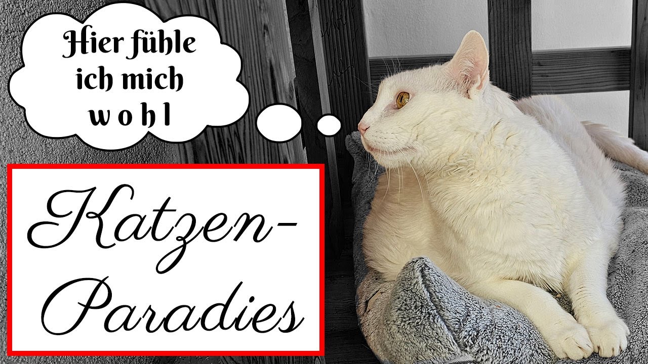 😻 Kratzbaum Teil 1 - Deine Katzen werden diesen Mega-Kratzbaum für draußen LIEBEN!