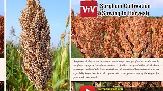 How to cultivate Sorghum