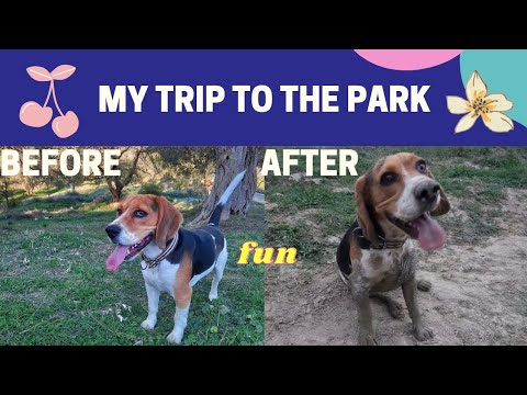 Cute beagle having fun. - YouTube