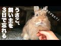 3日間猫に浮気した飼い主を噛んで舐めまわすウサギNo.103