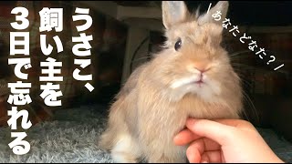 ３日間猫に浮気した飼い主を噛んで舐めまわすウサギNo.103
