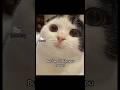 i won't bite you #cat #memes  #funny #meow #hellokitty #cute #trending #viral #pets #foryou #fyp