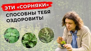 Лучший сорняк при артрите, подагре, остеоартрите