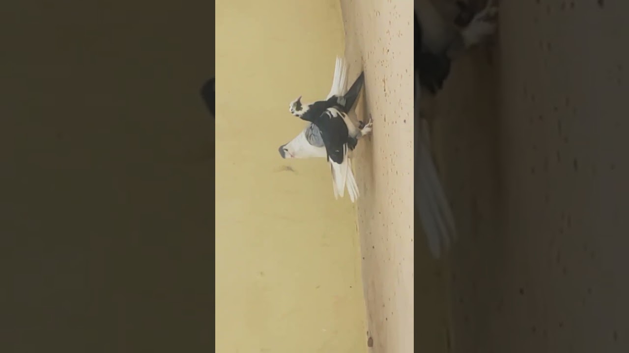 Pair lagaya bhai log #pigeon #likeandsubscribe 