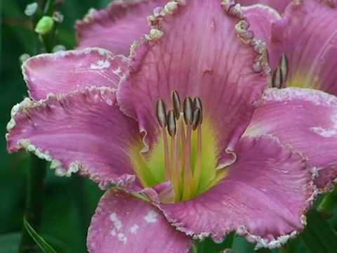 Video: Aký Je Rozdiel Medzi ľaliou A Daylily? 21 Fotografií Rozdiel Medzi Rodinami. Ako Ich Rozlíšiť Na Tom Istom Kvetinovom Záhonu?