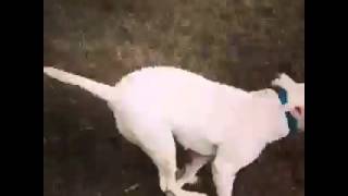 Bull Terrier Maya Is Doing Her Daily Zoomies