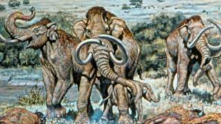 Эволюция животных  Битва за жизнь  Размер   History Channel HD