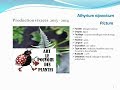 Athyrium niponicum pictum plante vivace