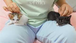 What Happens When Two Kittens Meet the Owner Again in 12 hours?