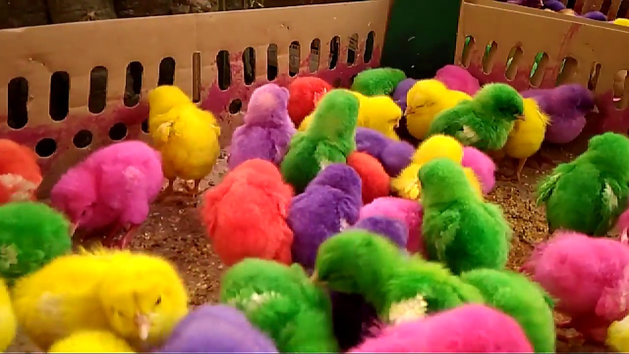  Ayam Warna warni  Disukai Anak anak YouTube