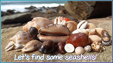 Finding Seashells at Low Tide | Red Cherry Cowrie [Virtual Shelling]