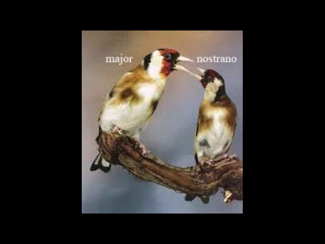 canto cardellino mp3 canto cardellino mp3