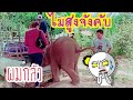 🐘🍼มาดูว่ามิ่งจะขึ้นรถ🚚ได้มั้ย?(ยื้มรถพี่ดาวมา)