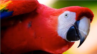 🟢 guacamayo rojo Ara chloropterus