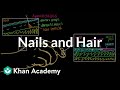 Where do our nails and hair come from? | Integumentary system physiology | NCLEX-RN | Khan Academy