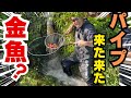 【あの伝説パイプ】大量金魚がザクザク取れる#koifish #koi #アクアリウム