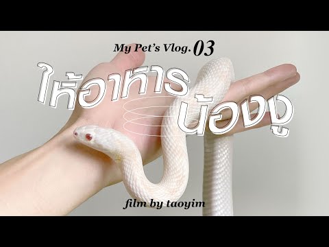 My Pet’s Vlog.03 | 🐍🍖 มาให้อาหารงู Corn snake & Ball python กันเถอะ