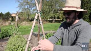 This simple three-legged teepee design gets more sturdy as the plant pulls on it. For more Rodale