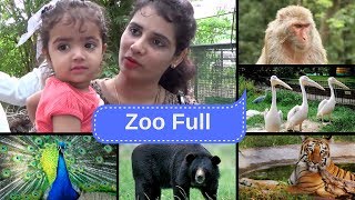 Indore Zoo Full Video (Animals playing together )