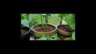 plantas de chiles jalapeños