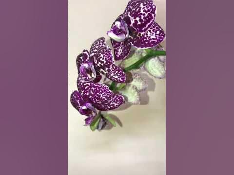 Орхідея 💚ДИКИЙ КІТ🌸🌱відкриває домашні бутони🥰 - YouTube