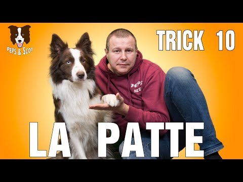 Vidéo: Un tour de patte pour chien