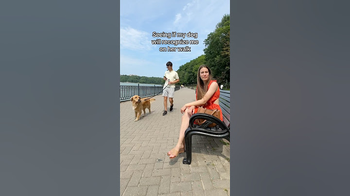 Seeing if my dog will recognize me on her walk #dogs #goldenretriever